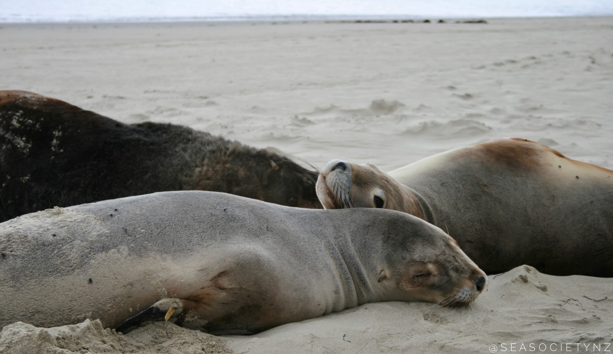 New Zealand Sea Lions