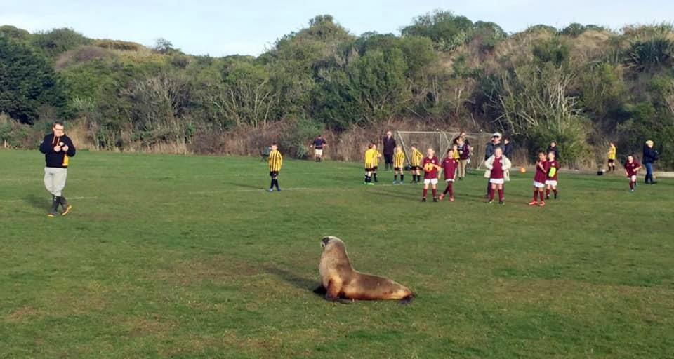 Furiendly Sea Lions