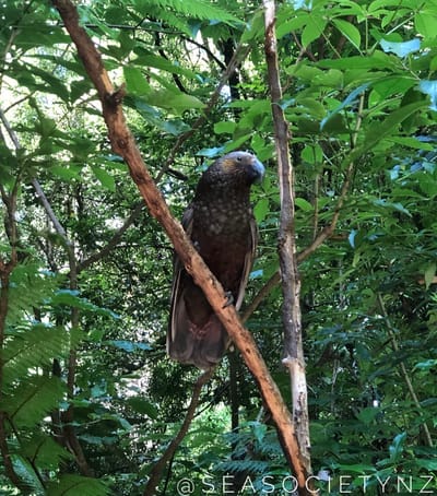 Kākā