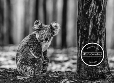 #KoalaComeback