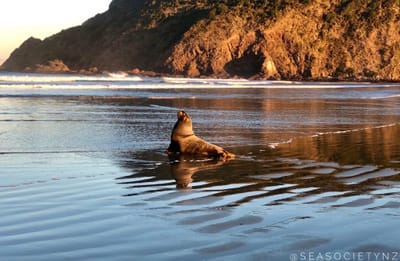 Protect New Zealand Sea Lion