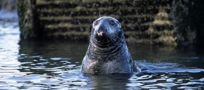 Scotland Protects Seals