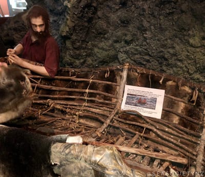 New Zealand Sea Lion History