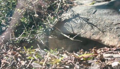 Orokonui Ecosanctuary