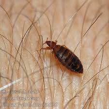 مكافحة بق الفراش