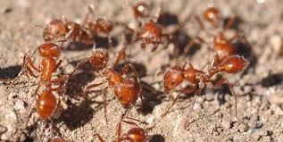 مكافحة النمل