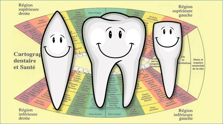 LES DENTS - Ateliers en  ZOOM