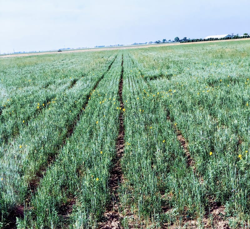 Cover Crop