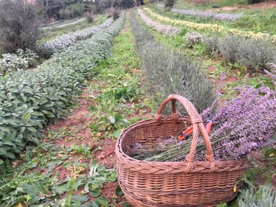 L&#039;azienda agricola  image
