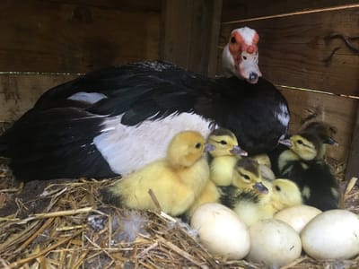 Imparare divertendosi  image