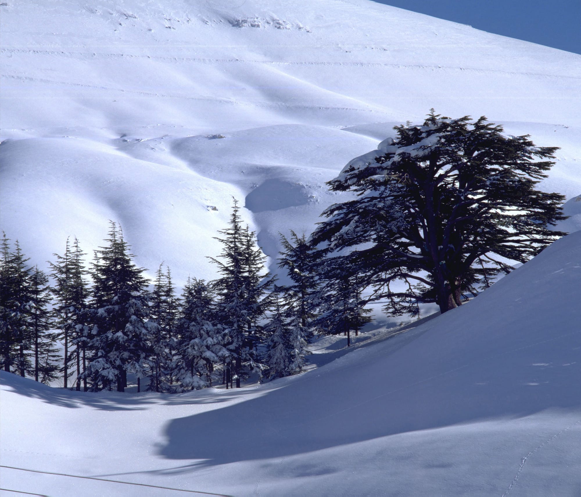 Les cèdres sous la neige - un spectacle inoubliable