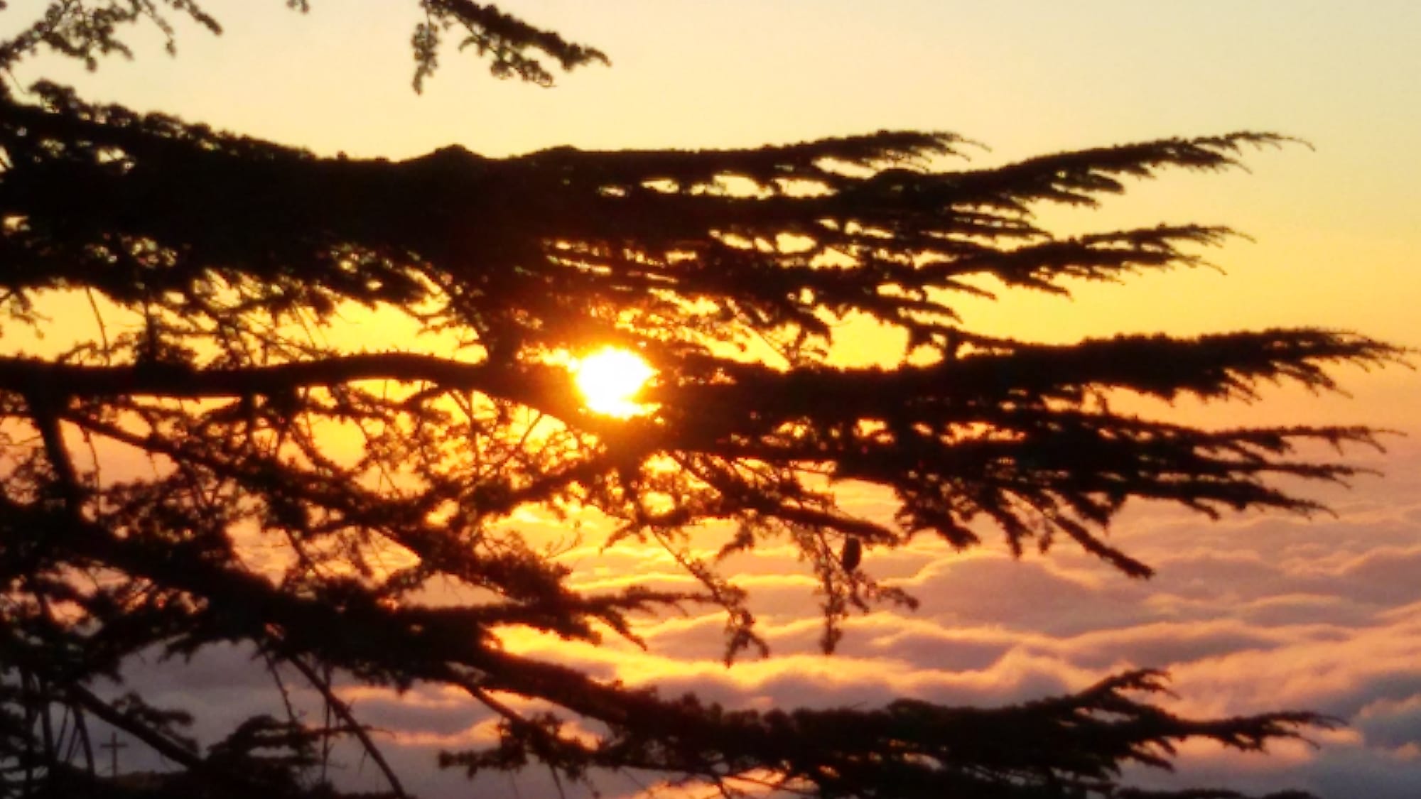 Vivez un crépuscule dans une foret de cèdres