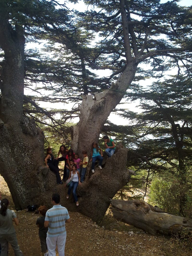 Les Cedres du Barouk, la Bekaa et les Omeyyades