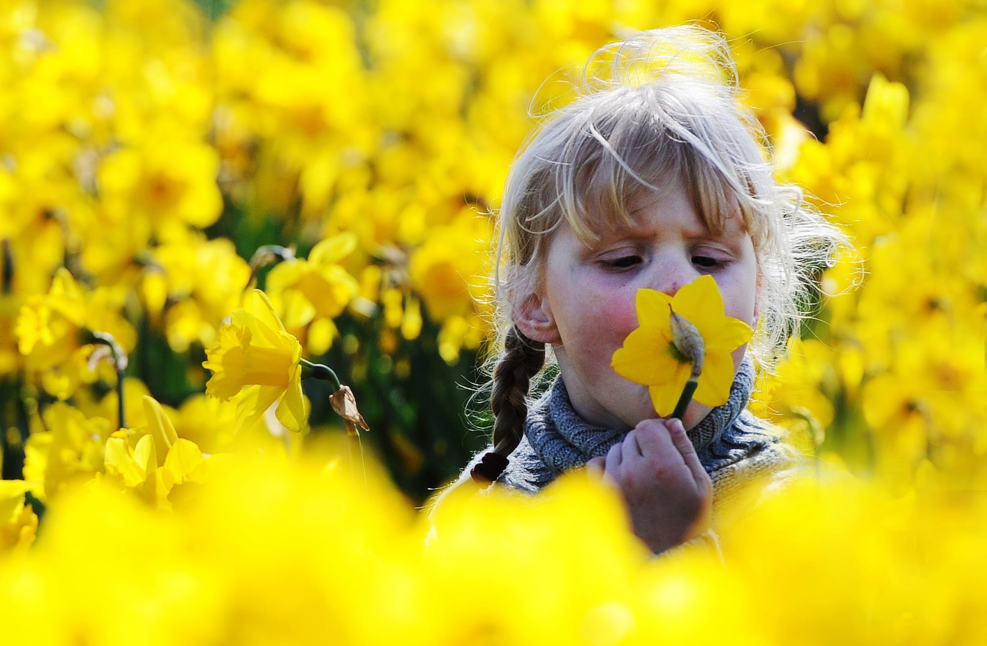 Young girl and daffodils, London, 2013.