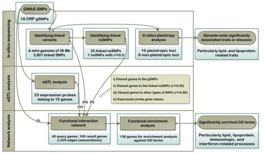 An in silico Post-GWAS Analysis of C-Reactive Protein Loci Suggests an Important Role for Interferons