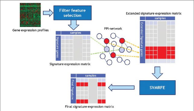 Using protein interaction database and support vector machine to improve gene signatures for prediction of breast cancer recurrence