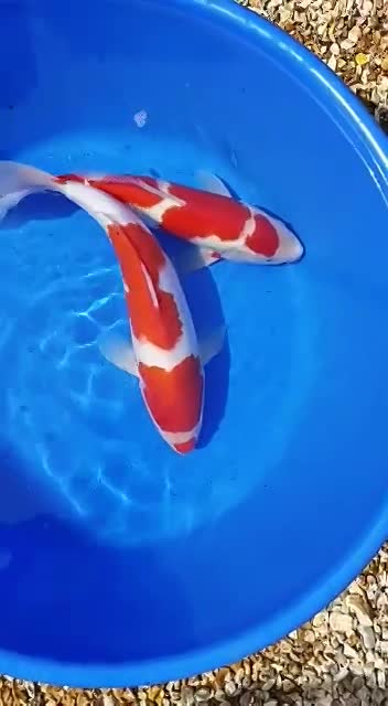 Howie Koi Dorset aquatic shop Dorchester aquatics Fish uk for sale aqu