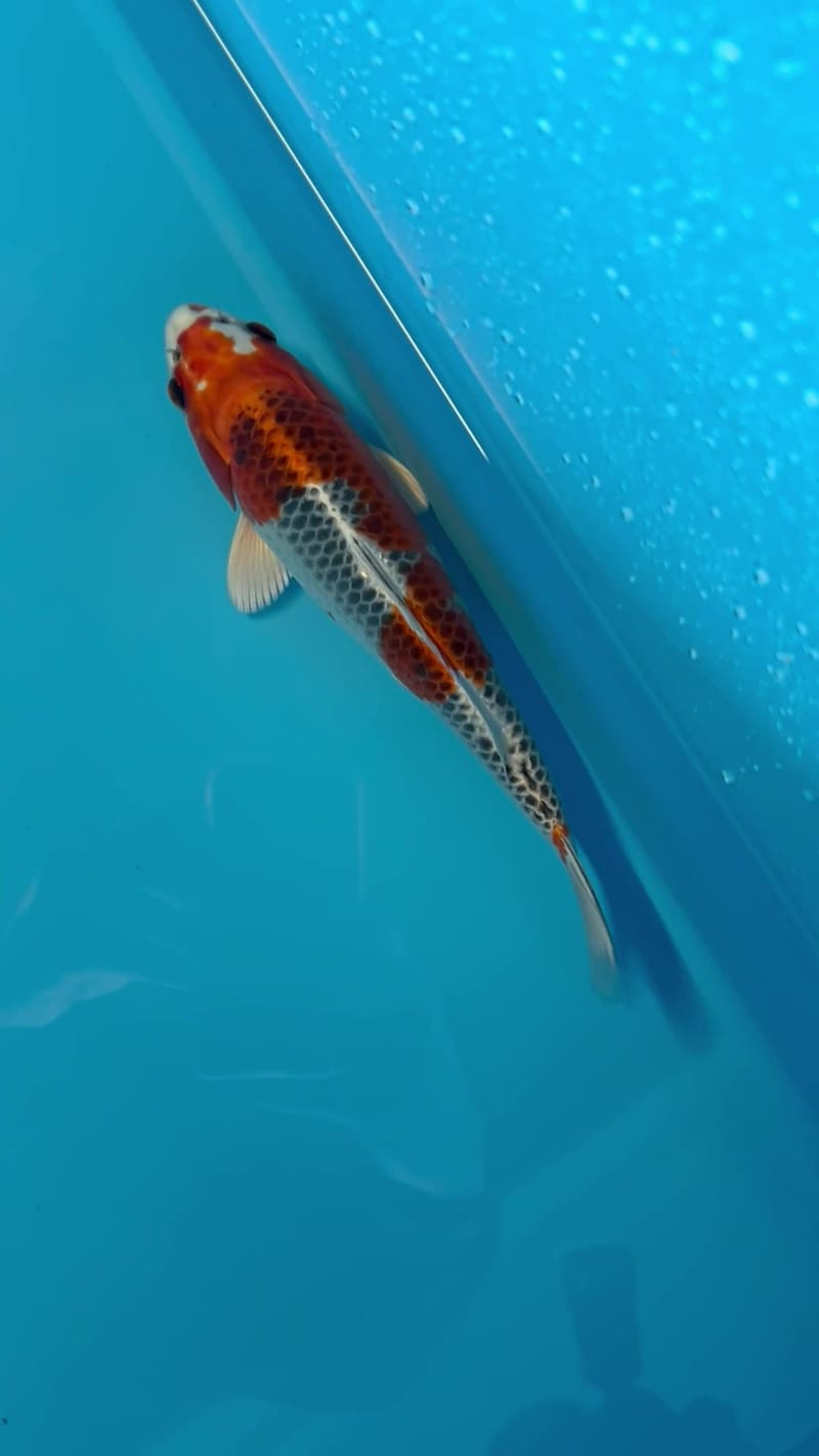 All Varieties - Howie Koi Dorset