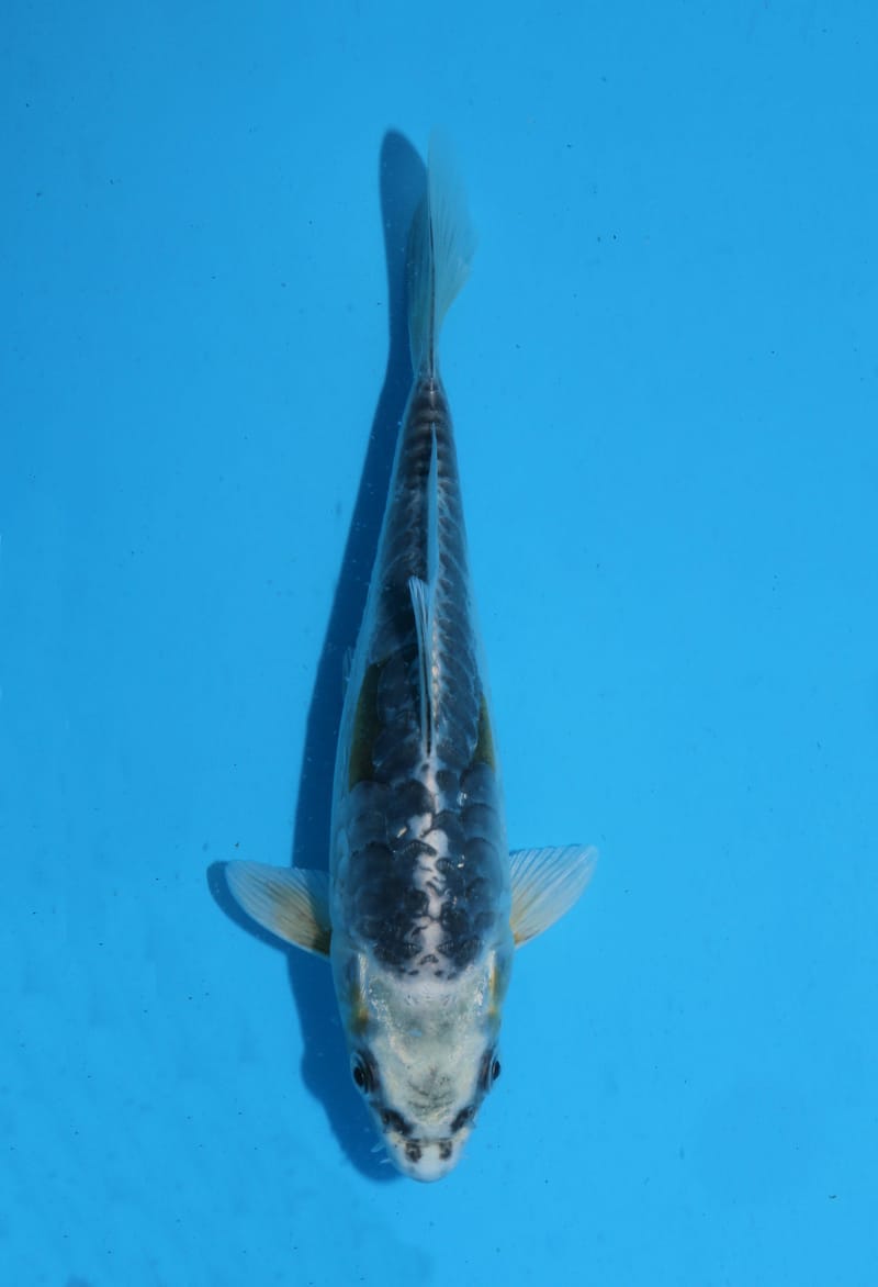 DOITSU KAWARI/ARAGOKE 19CM (WINDOW FISH) TK4 - Howie Koi Dorset