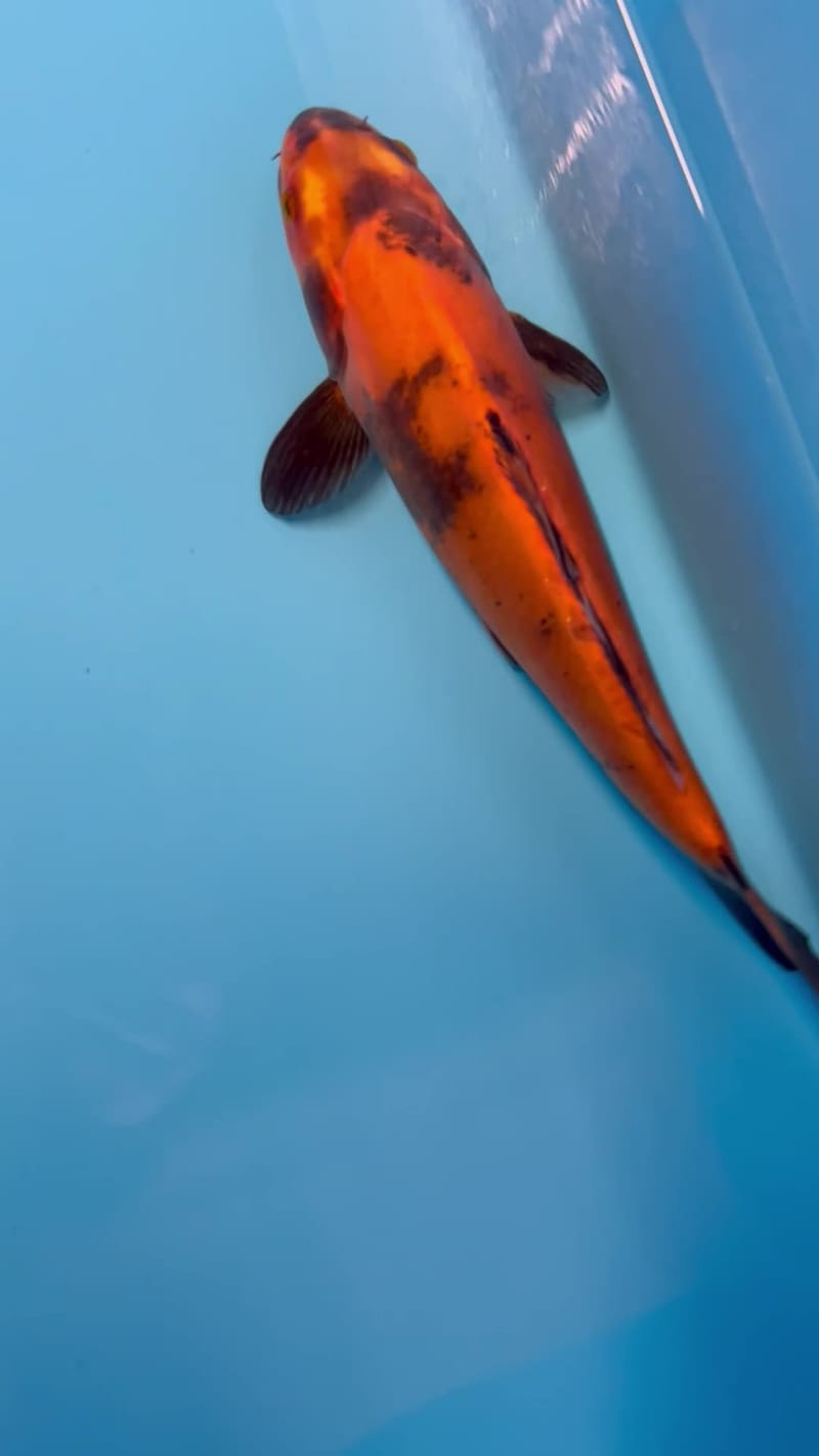 All Varieties - Howie Koi Dorset