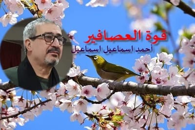 قوة العصافير