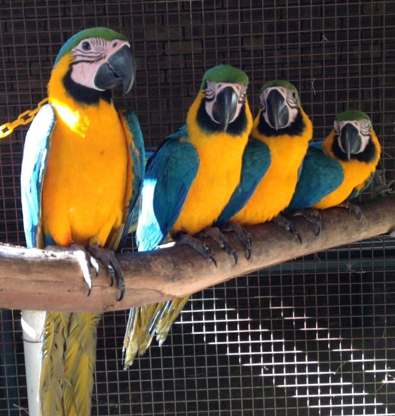 JUAL BURUNG MACAW BLUE AND GOLD