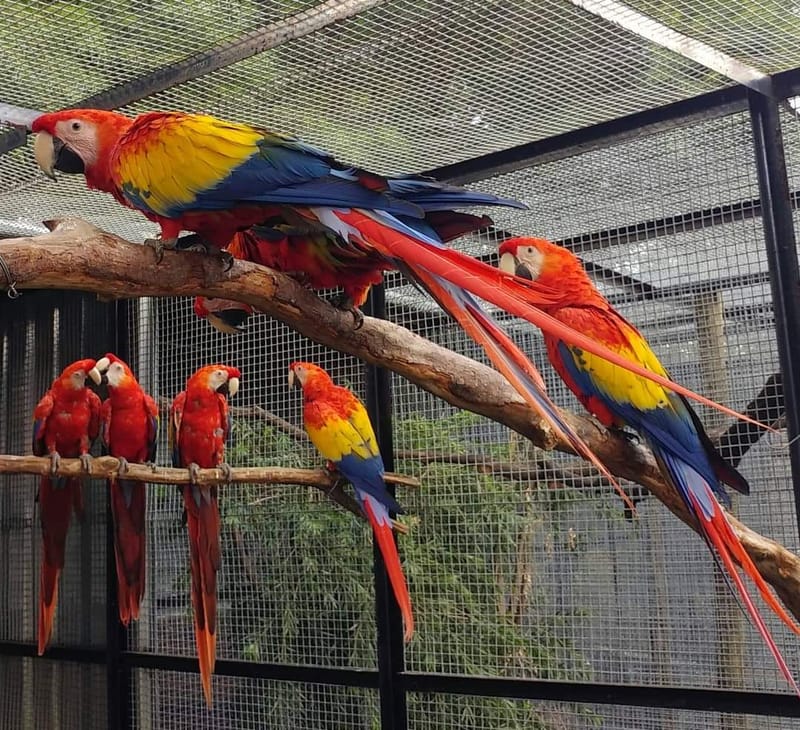 JUAL BURUNG MACAW SCARLET MURAH