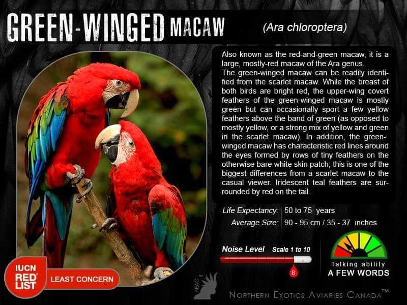 JUAL BURUNG MACAW GREN WINGED