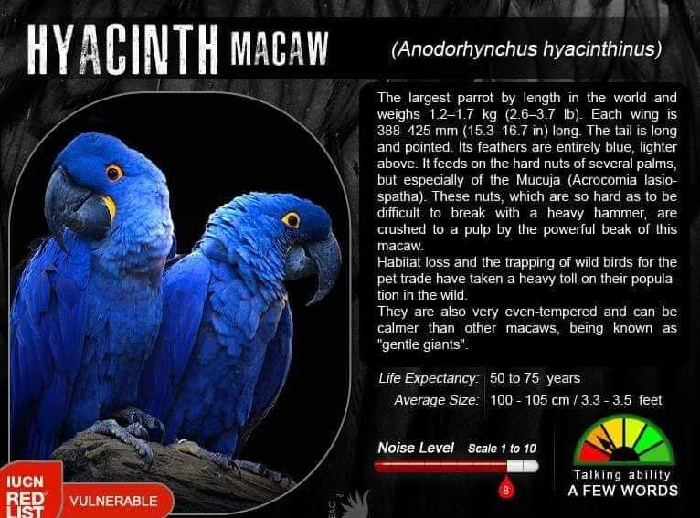JUAL BURUNG MACAW HYACINTH