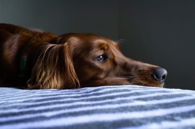 When I was a child, I wanted an Irish Setter.