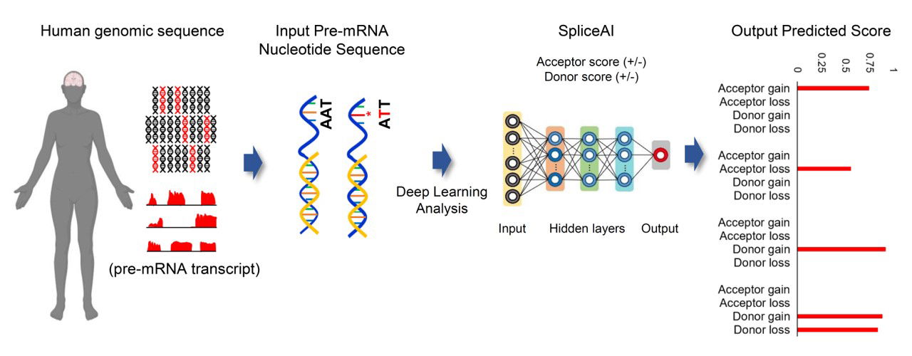 RNA Neurobiology