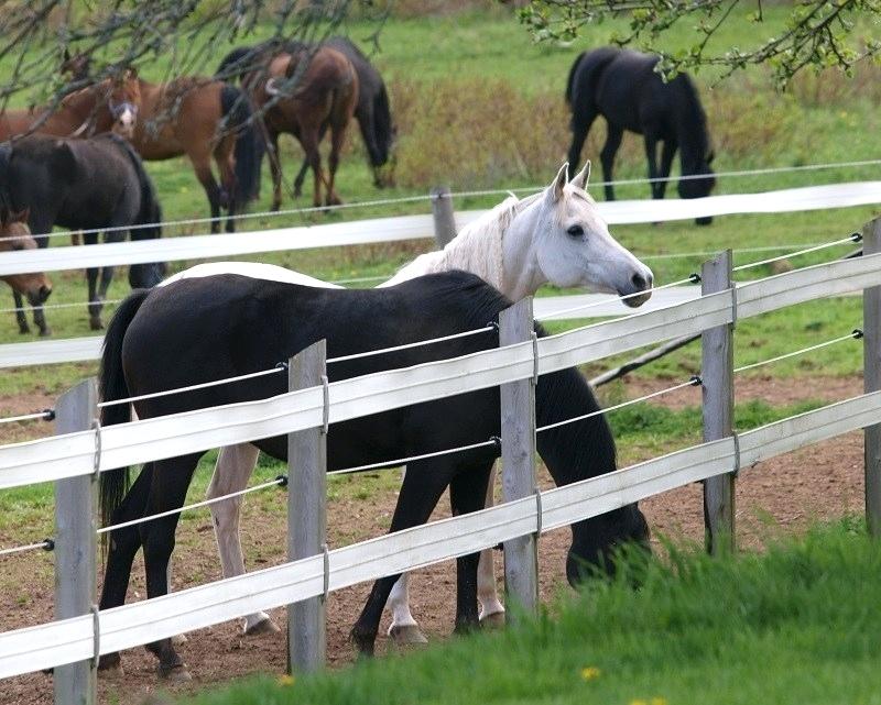 How to Find your ideal fencing?