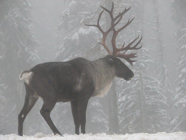 Boreal Woodland Caribou (Woodland Caribou)