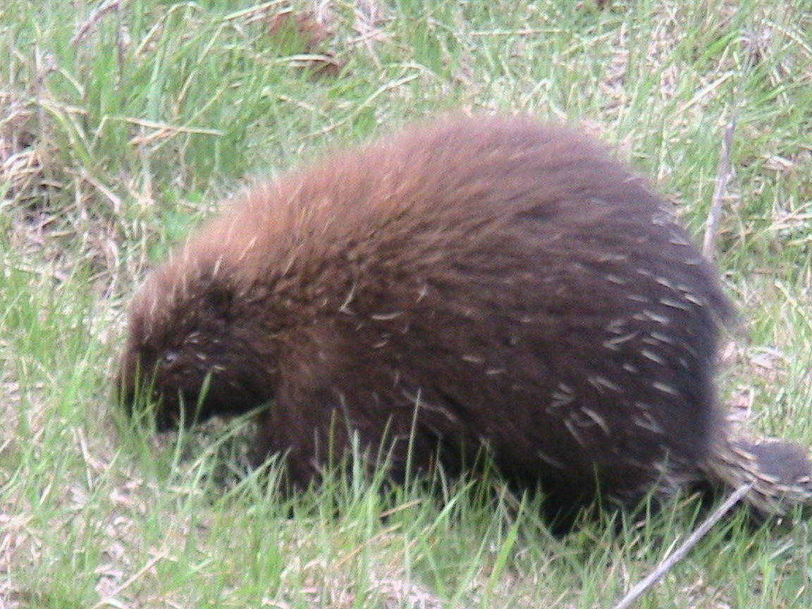 Porcupine