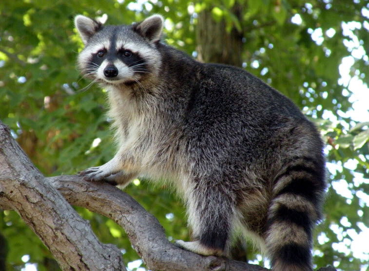 Raccoon