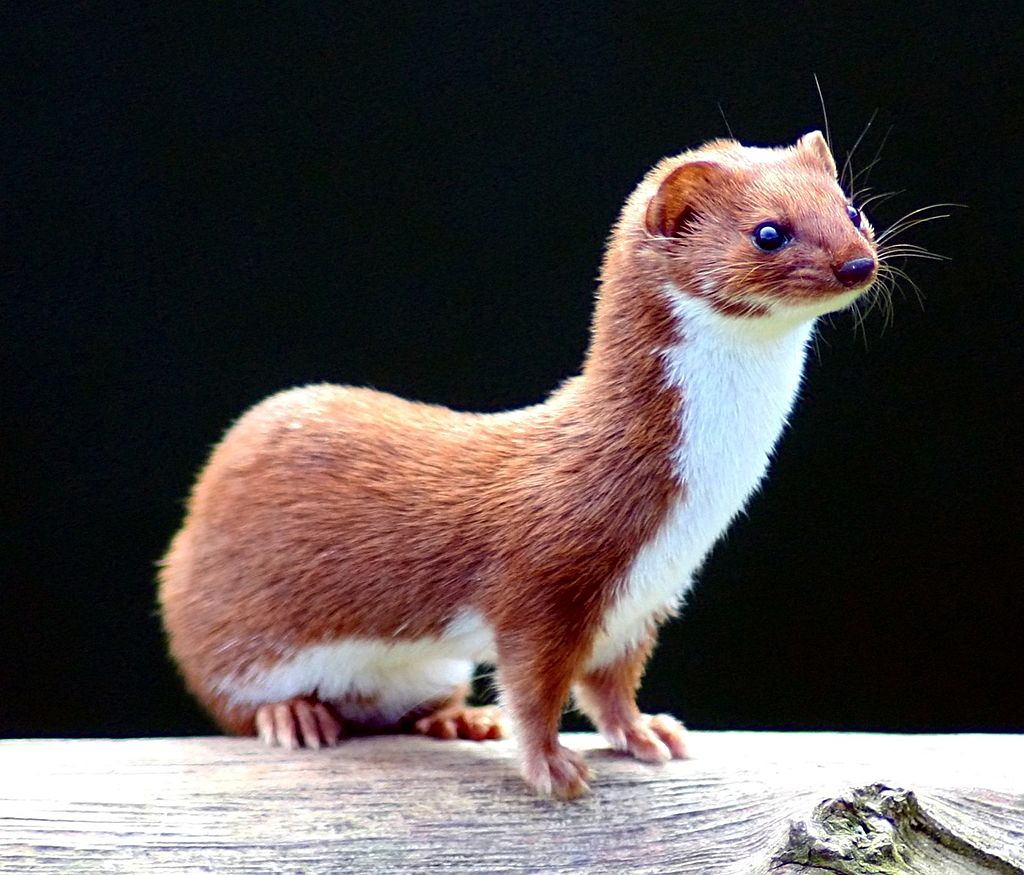 Weasel