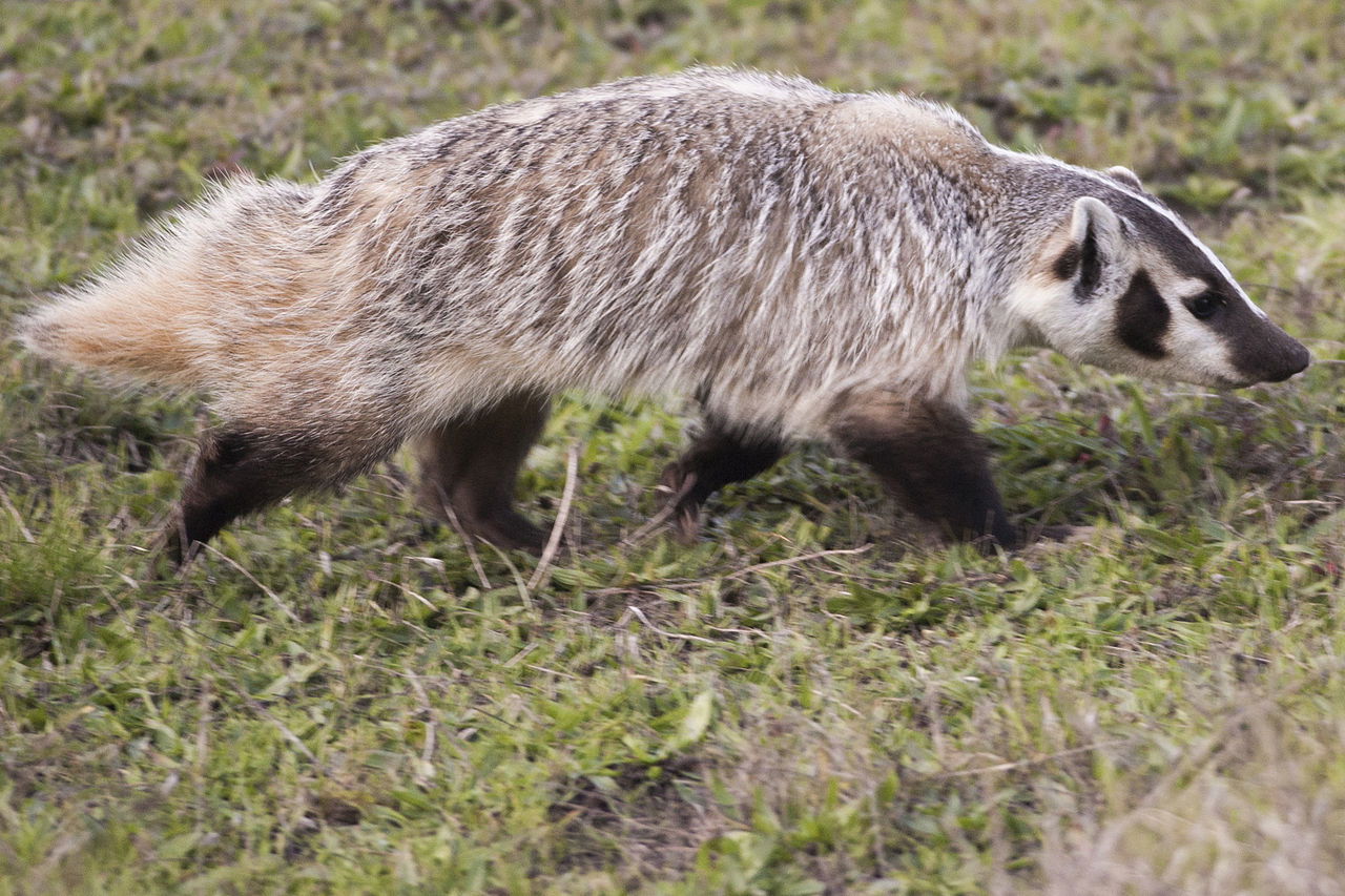 American Badger