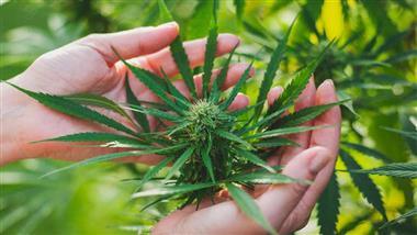 Cannabis provides strong pain relief