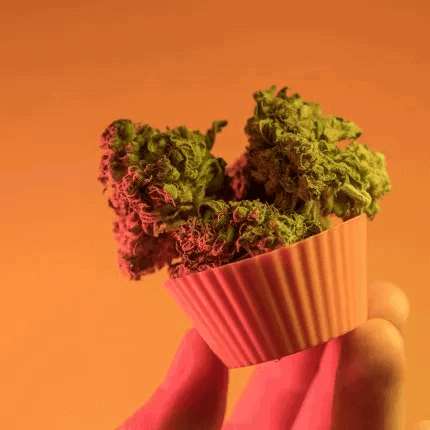 Why does eating a raw cannabis bud not get you high ?