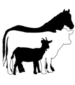 Schedule a Private Clinic or Your Own Group Event