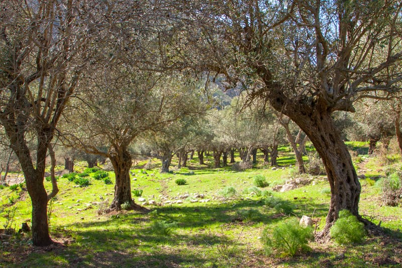 בואו לטייל איתי