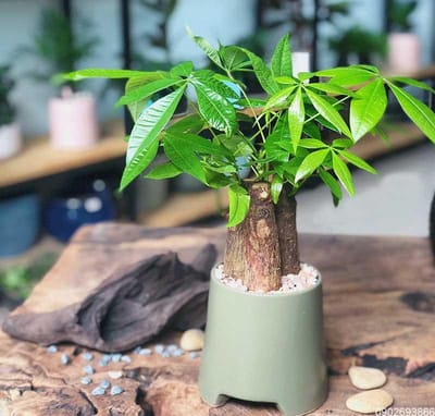 Màu sắc hợp mệnh mộc nhất ?