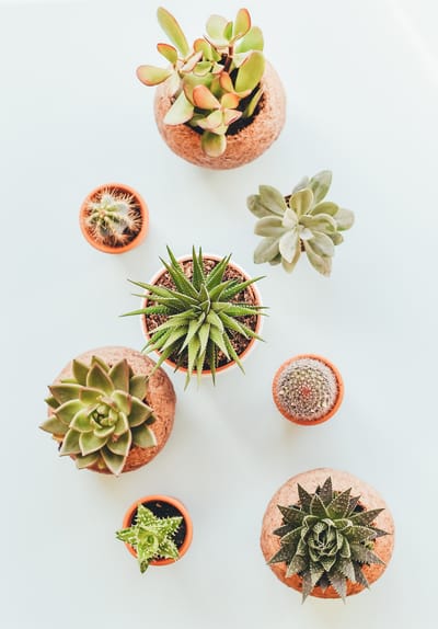 Advantages of Buying Succulent Plants Online image