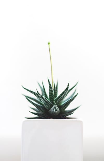 Advantages of Purchasing Succulents Online image