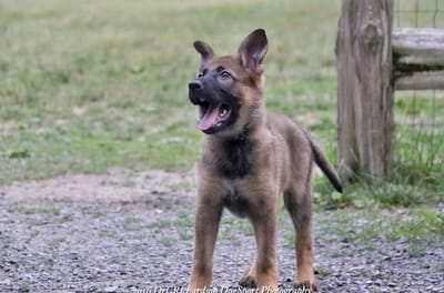 The Right Way to Raise a Dog