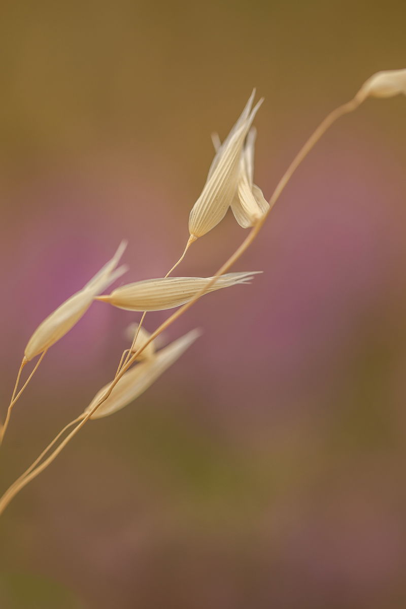 Field Grass