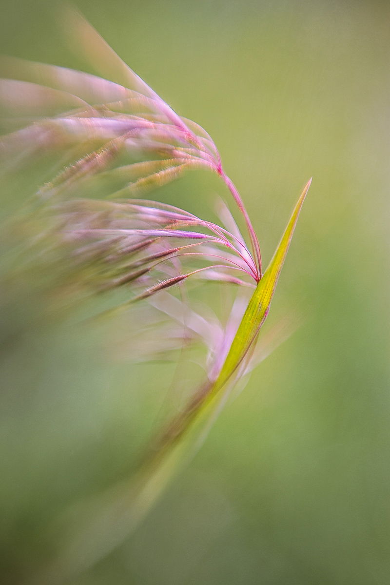 Merge of Grasses