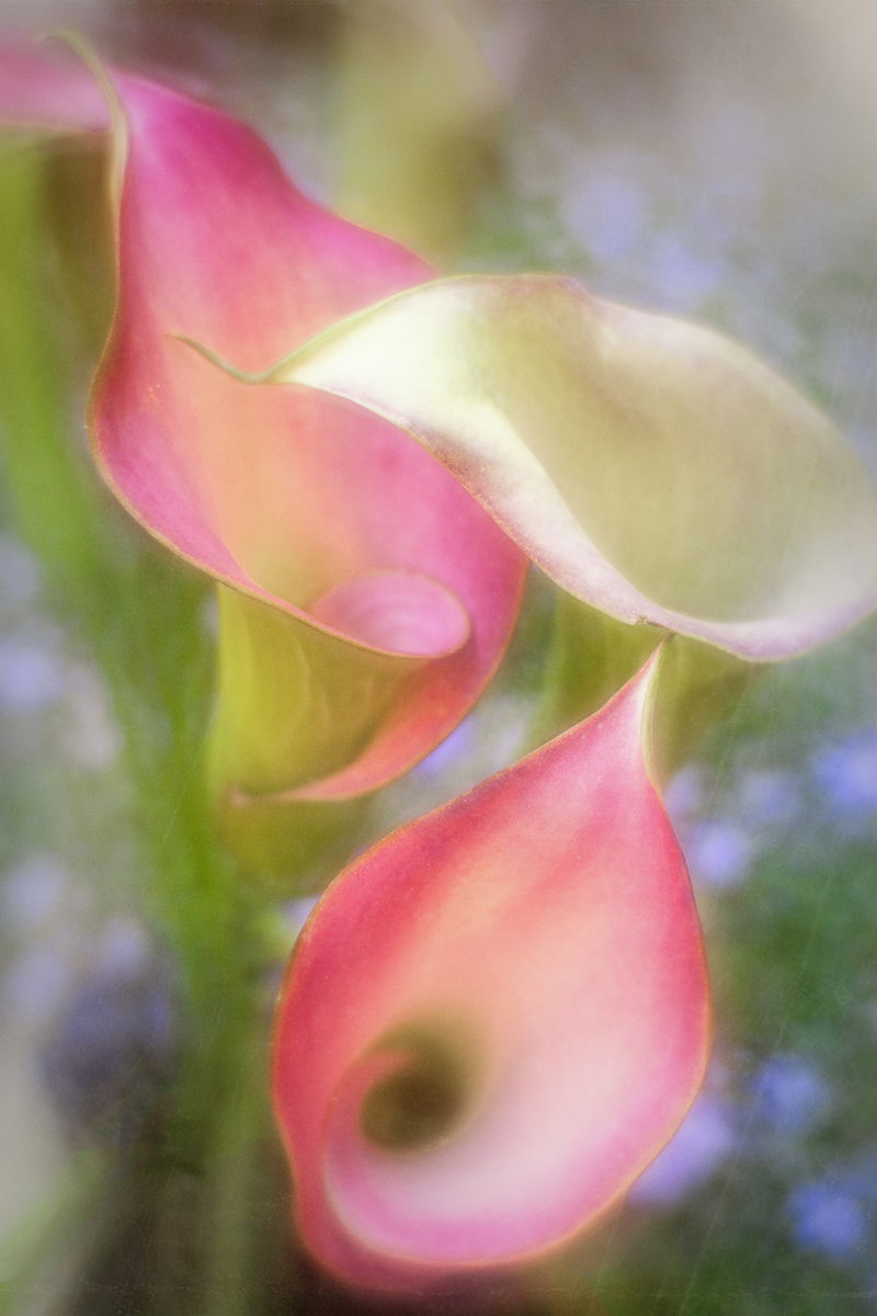 Garden Calla Lillies