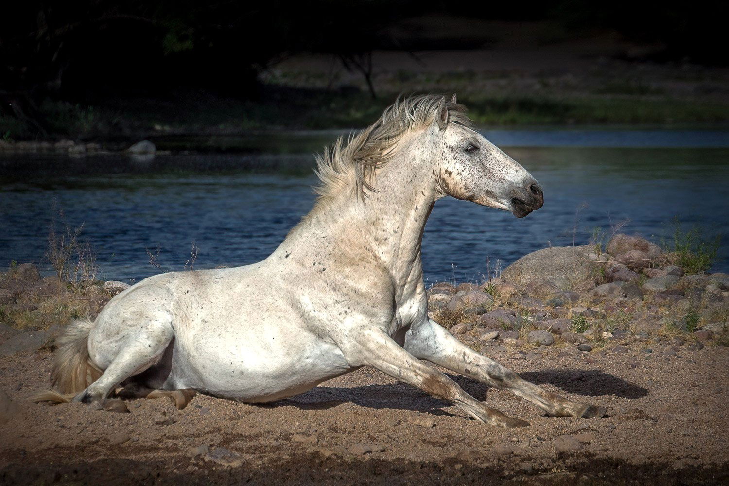 Wild Mustang in Pose