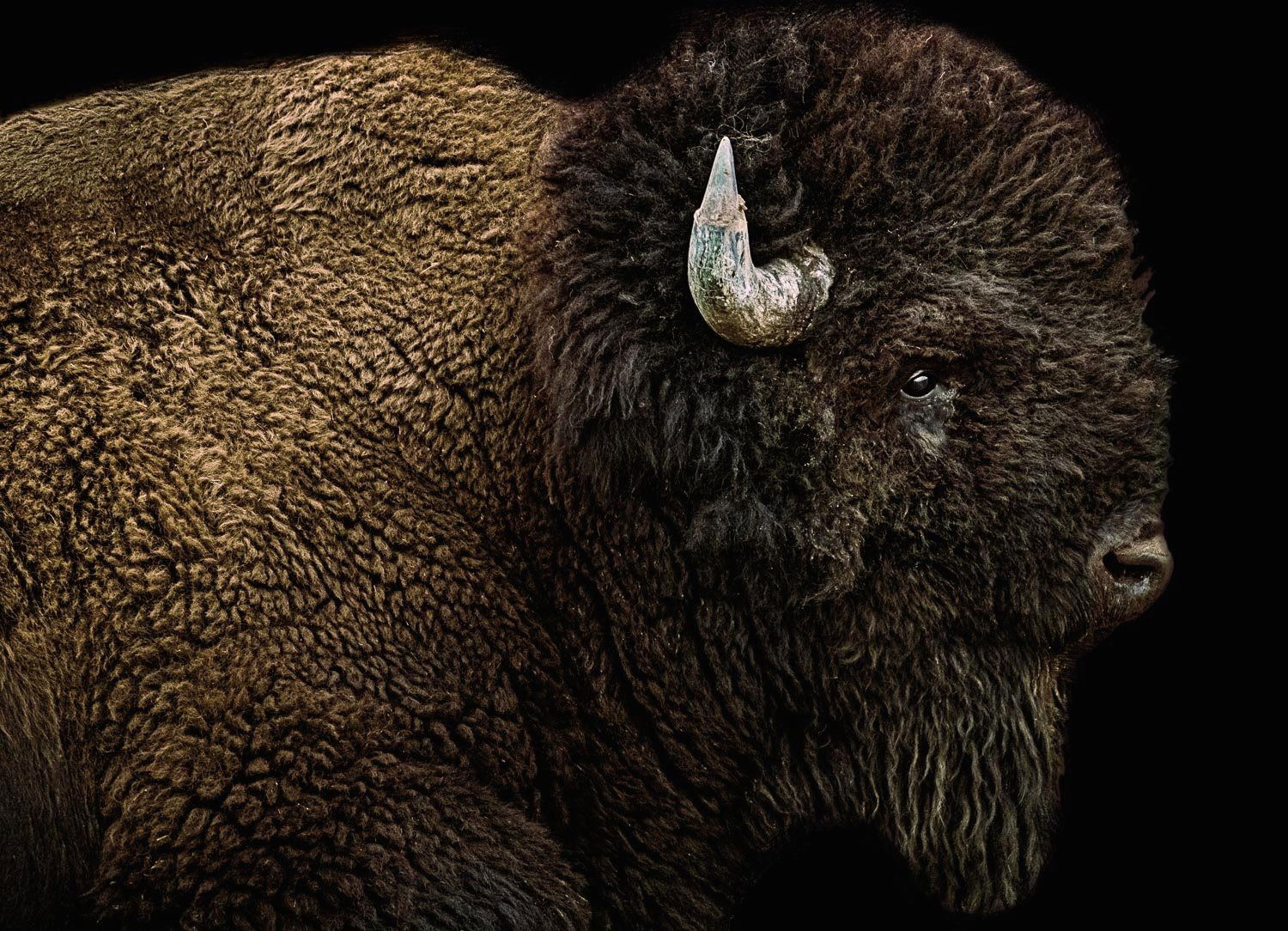 Bison Portrait